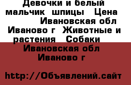 Девочки и белый мальчик  шпицы › Цена ­ 30 000 - Ивановская обл., Иваново г. Животные и растения » Собаки   . Ивановская обл.,Иваново г.